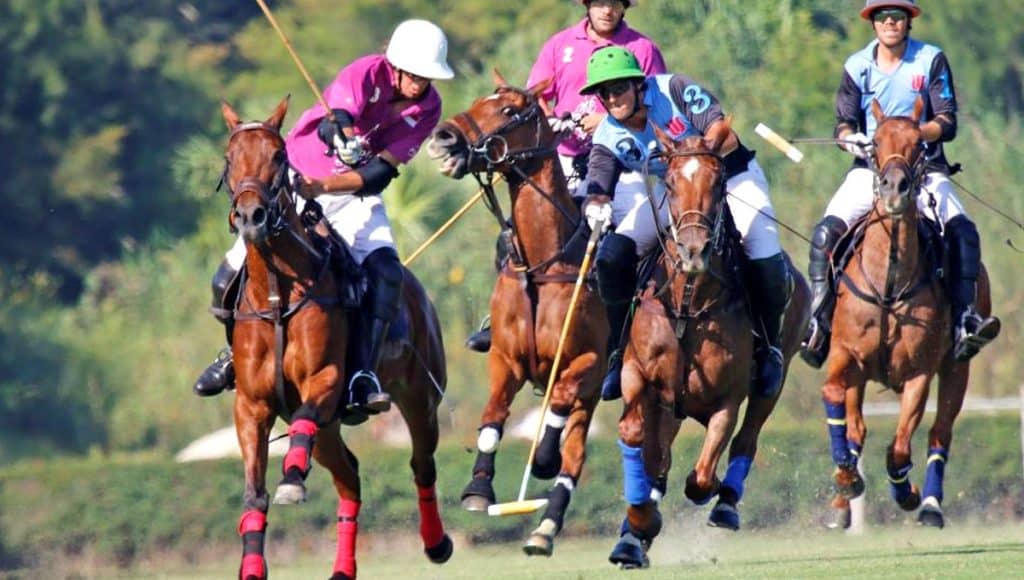 Majestic horses in the polo fields of Santa Maria