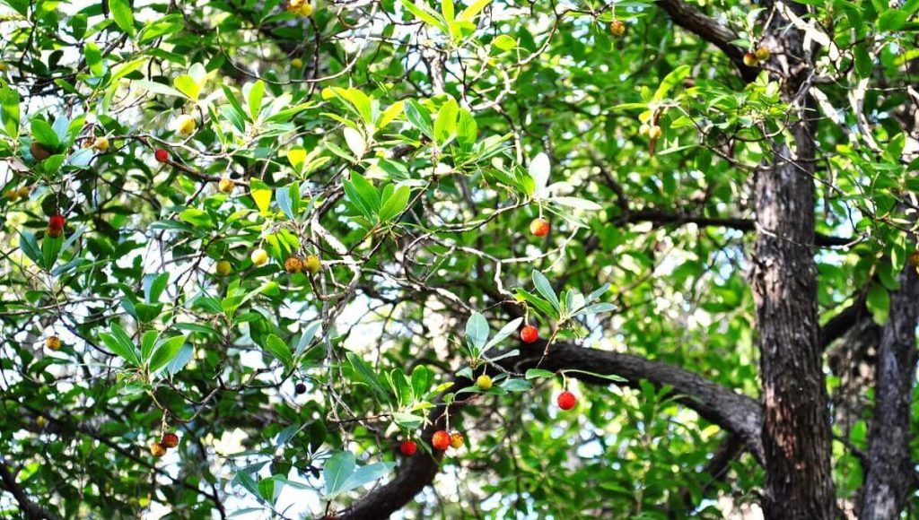 Reserva Natural de Guadalquitón en La Alcaidesa