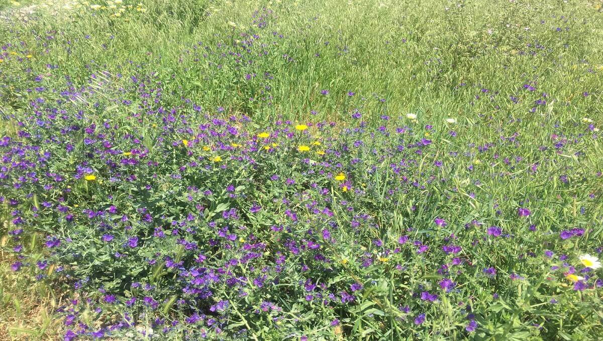 Stunning plot for sale in La Alcaidesa The Property Agent